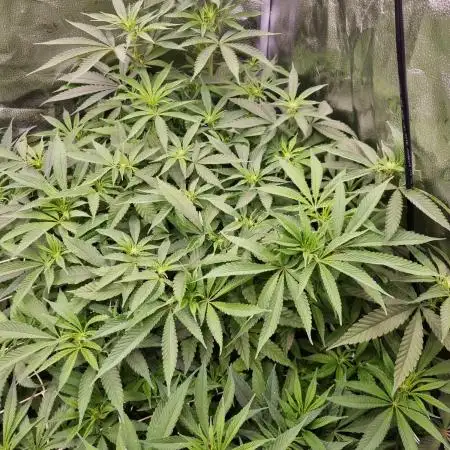 Orange Bud 2.0 Dutch Passion NFT