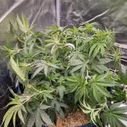 Midnight Candy HappyPlant420 SOIL