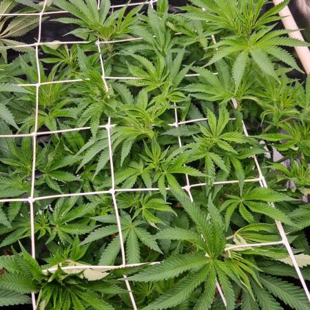 Sherbelato Cake #2 Dutch Passion SOIL