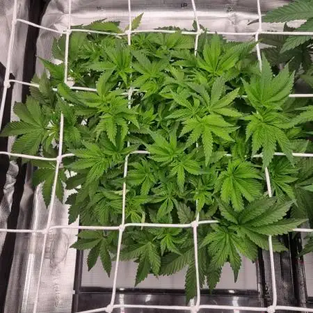 Monster Maker Sweet Seeds NFT