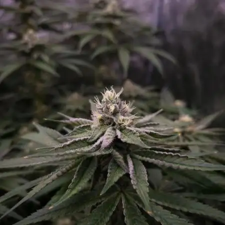 Orange Bud 2.0 Dutch Passion NFT