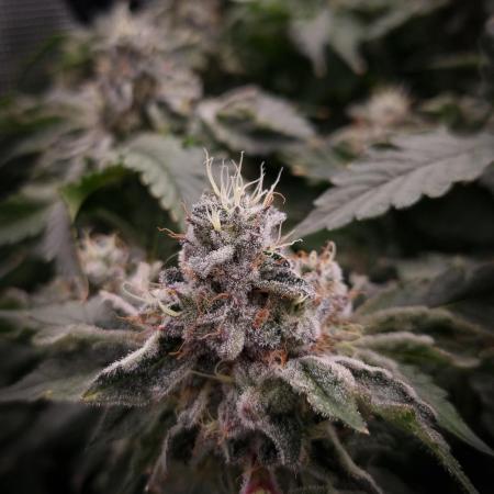 Monster Maker Sweet Seeds NFT