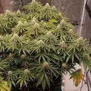 Winter warmer ScrOG