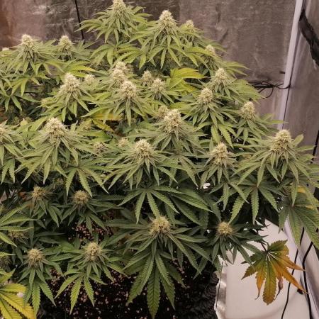 Winter warmer ScrOG