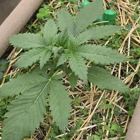 4x4 Earthbox Vs Tray2Grow