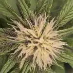 4x4 Earthbox Vs Tray2Grow