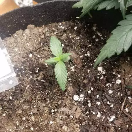 Gorilla Cookies Fast Buds Auto