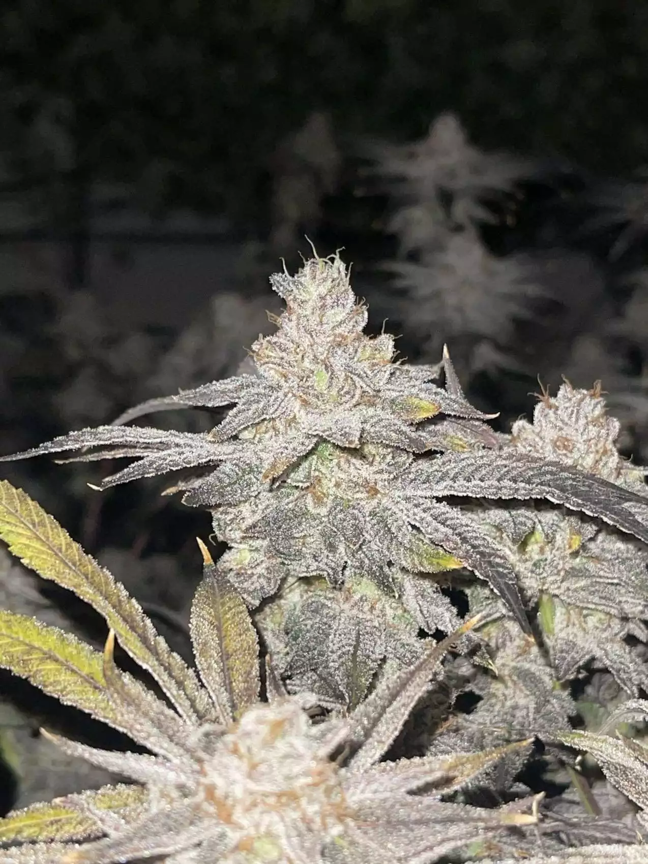 FC-E8000 800W LED by Mars Hydro grow lamp. Lighting information