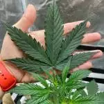 West Coast OG - FastBuds