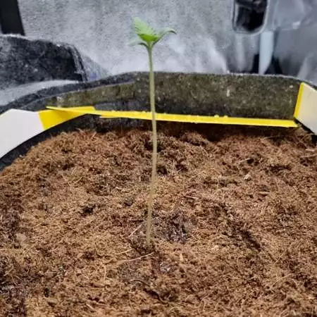 Mimosa Auto RQS