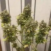 Blue Bullet Automatic First Grow!