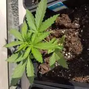 Royale Diesel, AK and Dwarf Autoflowers