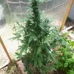 Back To Grow Again 2021