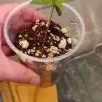 Lemon Pie micro grow 2021
