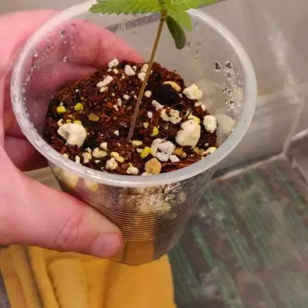 Lemon Pie micro grow 2021