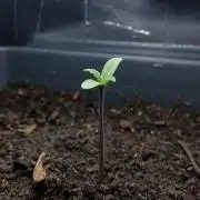 Blue Dream PC