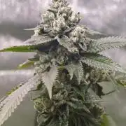 Amnesia Lemon