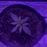 Blue Dream Matic 2nd autoflower grow 