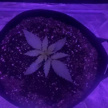 Blue Dream Matic 2nd autoflower grow 