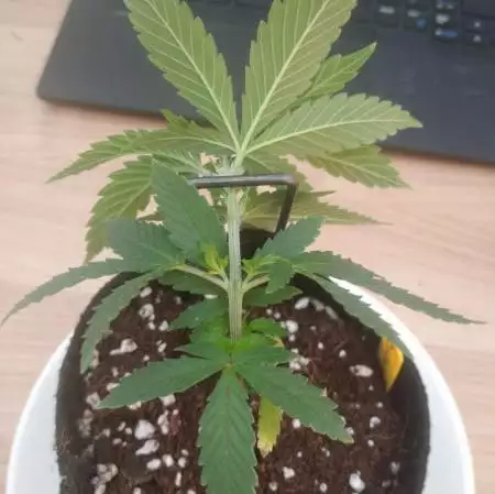 Honey Cream 1 - 29/05/2021