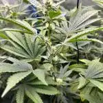 Tropicanna in Bolivia (mimi 1.0)