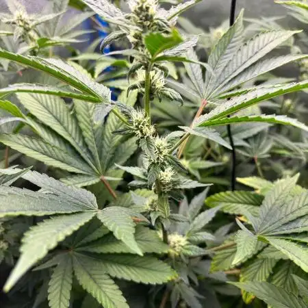 Tropicanna in Bolivia (mimi 1.0)