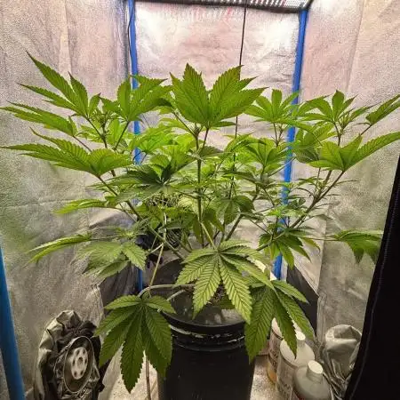Tropicanna in Bolivia (mimi 1.0)