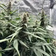 Watermelon AUTO BG (BA Genetics) DWC