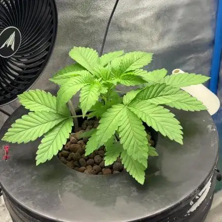 Tropicanna in Bolivia