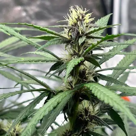 Watermelon AUTO BG (BA Genetics) DWC
