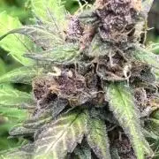 Watermelon AUTO BG (BA Genetics) DWC