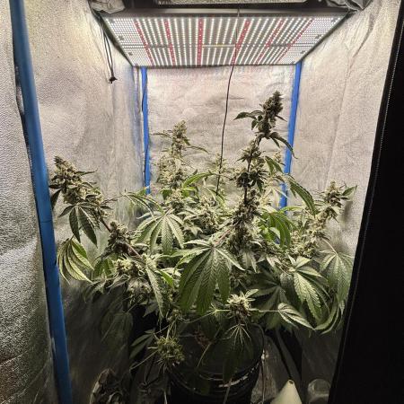 Tropicanna WFC (DWC)