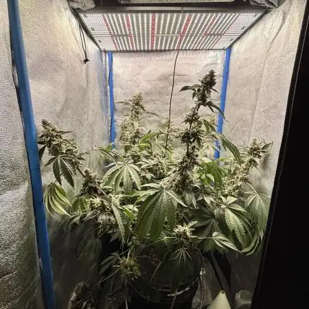 Tropicanna WFC (DWC)