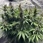Watermelon AUTO BG (BA Genetics) DWC