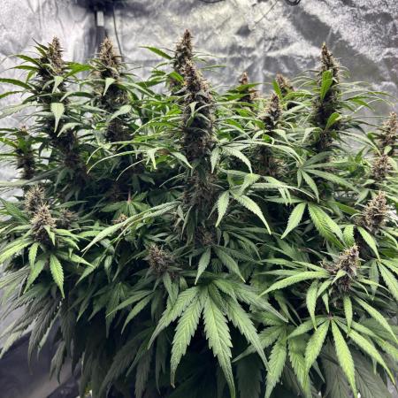 Watermelon AUTO BG (BA Genetics) DWC