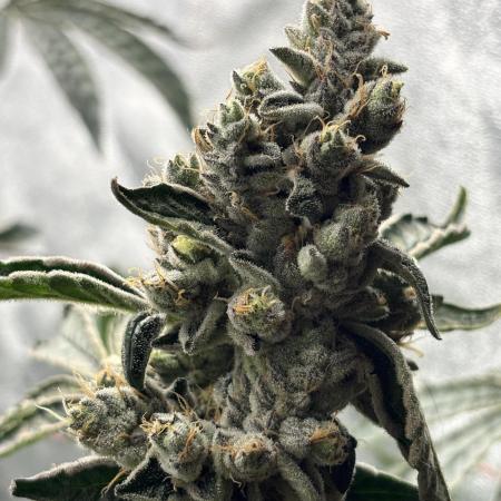 Tropicanna WFC (DWC)