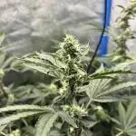 Tropicanna in Bolivia (mimi 1.0)