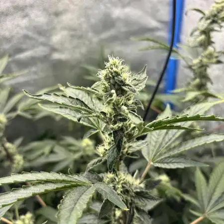 Tropicanna in Bolivia (mimi 1.0)