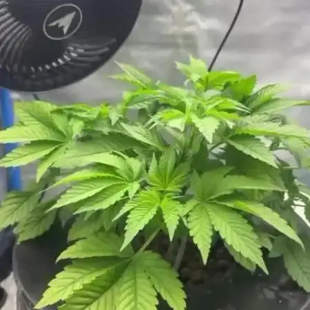 Tropicanna in Bolivia (mimi 1.0)