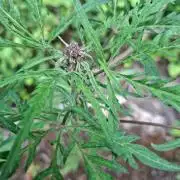 Frosty's Auto Freak