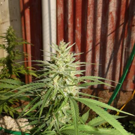 Desert Skunk