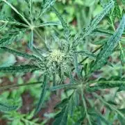 Frosty's Auto Freak