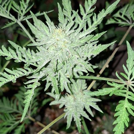 Frosty's Auto Freak