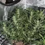 AK48 Auto 