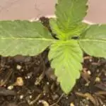 Cherry Tangerine Bred by 42