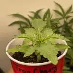 Trop Berries trop cherry x straw fritter