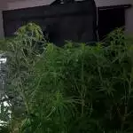thc bomb auto 1st time