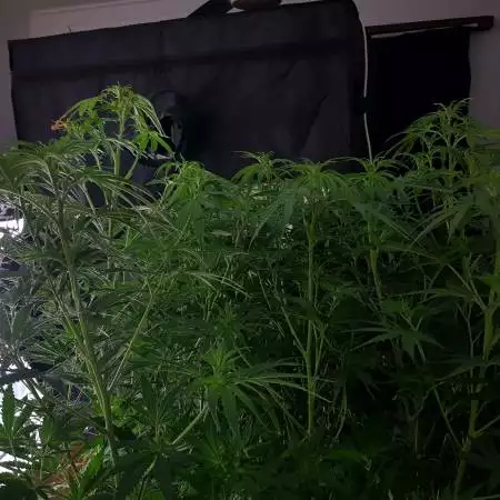 thc bomb auto 1st time