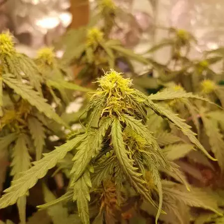 OMG KUSH AUTO (Caligen)