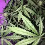 Closet grow